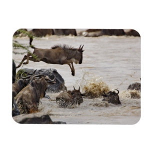 Gnu springt in den Mara-Fluss Magnet