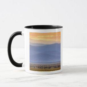 Gnus während der Migration, Connochaetes Tasse