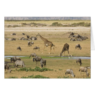 Gnus, Zebras und Giraffen
