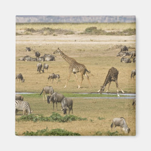 Gnus, Zebras und Giraffen Magnet