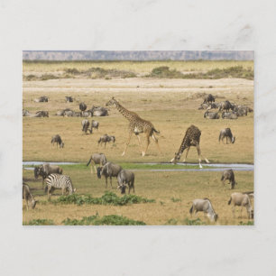 Gnus, Zebras und Giraffen Postkarte