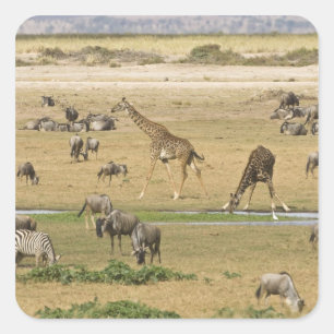 Gnus, Zebras und Giraffen Quadratischer Aufkleber