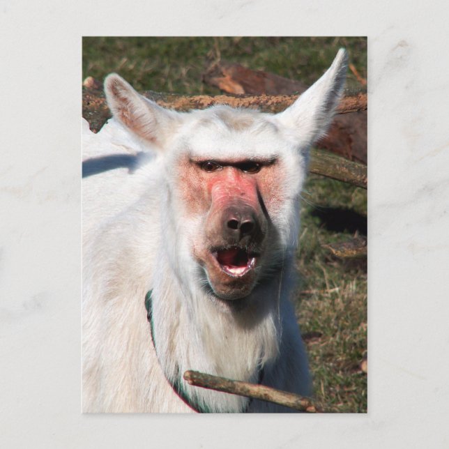 Goaboon Postkarte (Vorderseite)