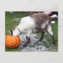 Goat and Pumpkin Postcard Postkarte