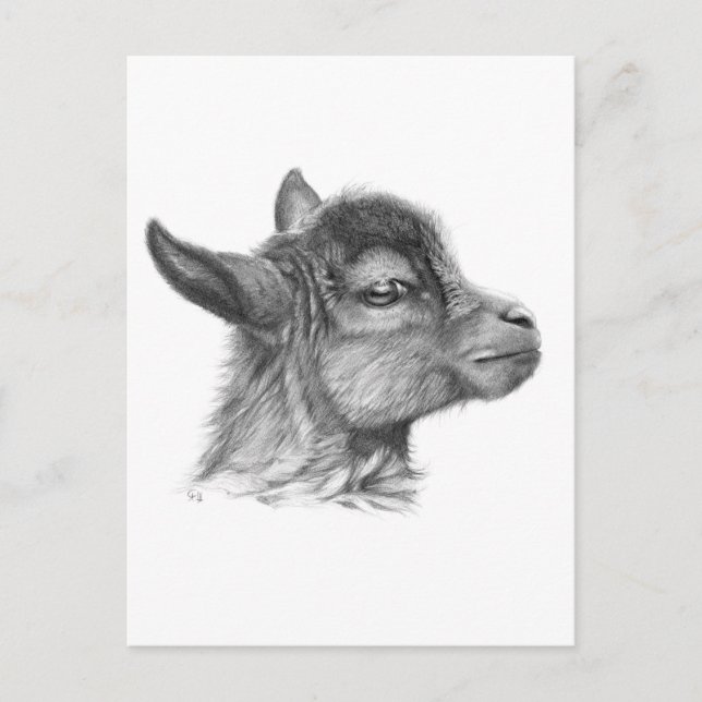 Goat Baby G099 Postkarte (Vorderseite)