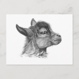 Goat Baby G099 Postkarte