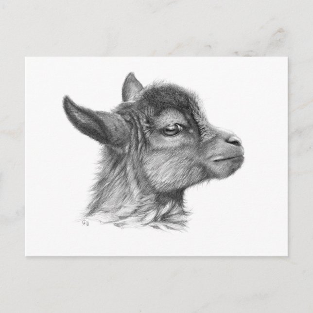 Goat Baby G099 Postkarte (Vorderseite)