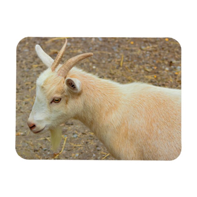 Goat Foto Magnet (Horizontal)