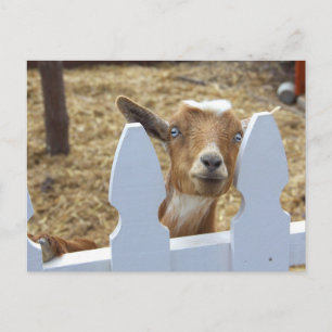 Goat Greetings Postkarte