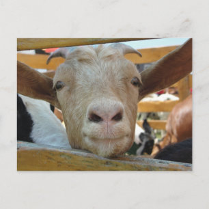 Goat Hello Postcard Postkarte