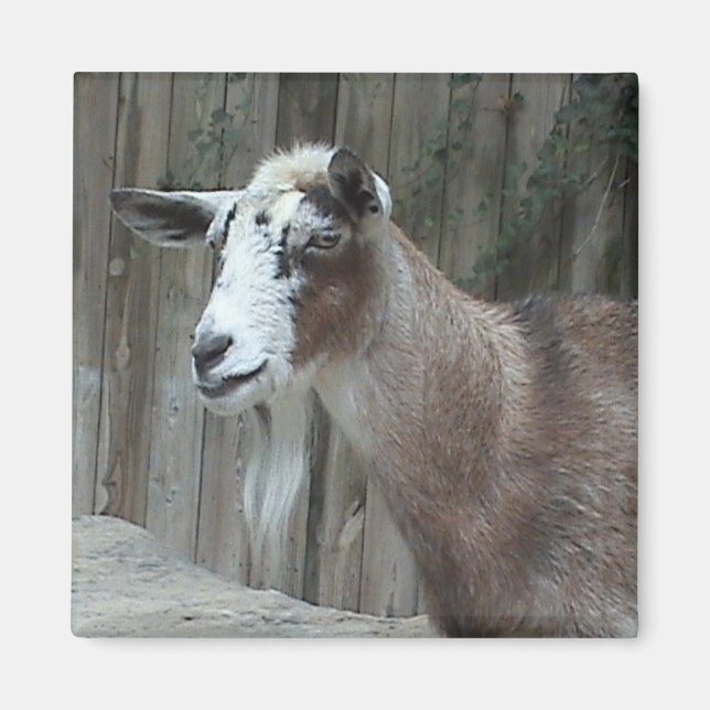 Goat Magnet (Vorne)