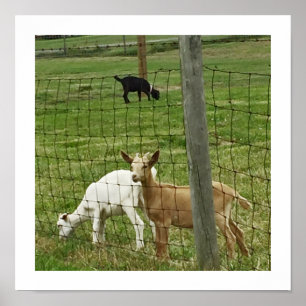 Goats on a Farm Poster