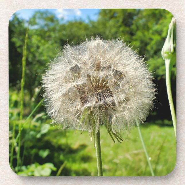 Goatsbeard-Wildblume Getränkeuntersetzer (Vorderseite)