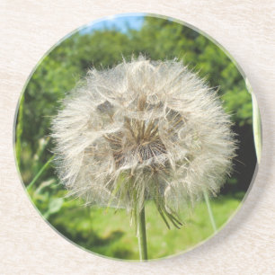 Goatsbeard-Wildblume Getränkeuntersetzer