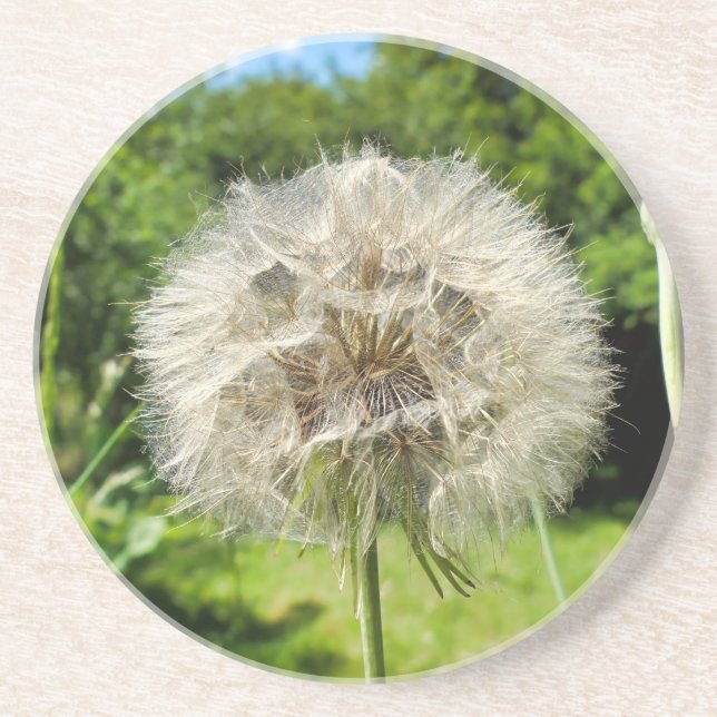Goatsbeard-Wildblume Getränkeuntersetzer (Vorne)