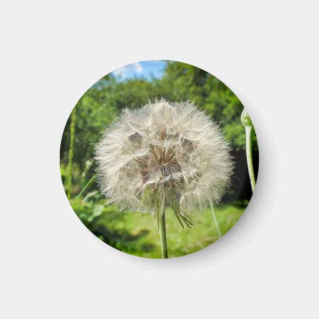 Goatsbeard-Wildblume Magnet (Vorne)