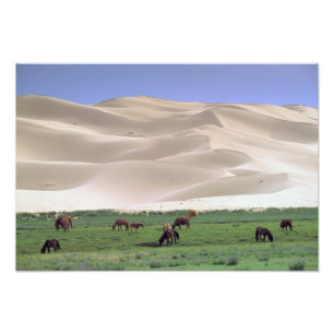Gobi-Wüste Wilde Pferde Fotodruck