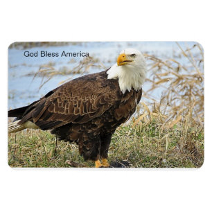 "God Bless America" Bald Eagle on flex. 4x6 magnet