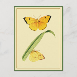 Godart's Colias Butterfly Postkarte