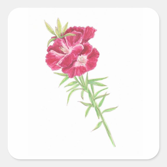 Godetia  quadratischer aufkleber (Vorderseite)