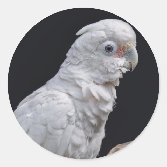 Goffin's Cockatoo-Aufkleber Runder Aufkleber (Vorderseite)