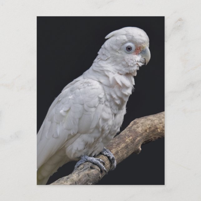Goffin's Cockatoo-Postkarte Postkarte (Vorderseite)