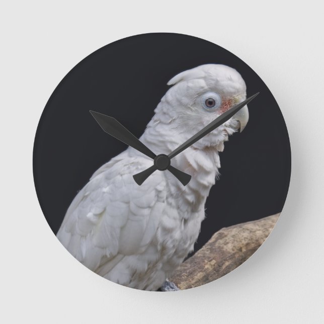 Goffins Cockatoo-Uhr Runde Wanduhr (Vorderseite)