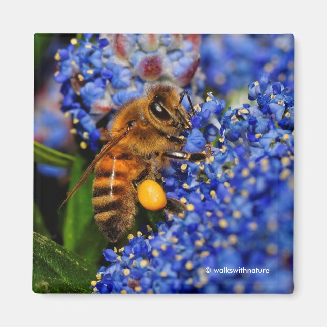 Gold auf Blue: Honeybee auf der California Lilac Magnet (Vorne)