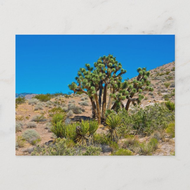 Gold Butte National Monument Postkarte (Vorderseite)