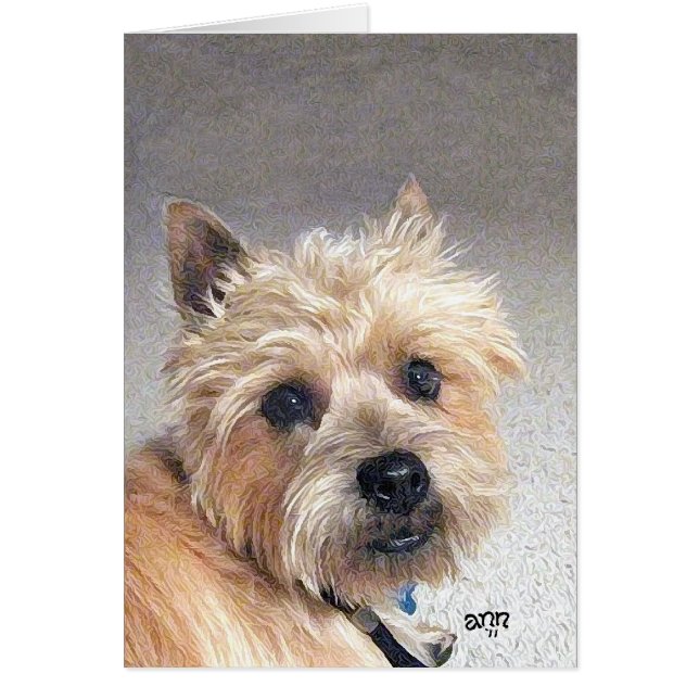 Gold Cairn Terrier (Vorne)