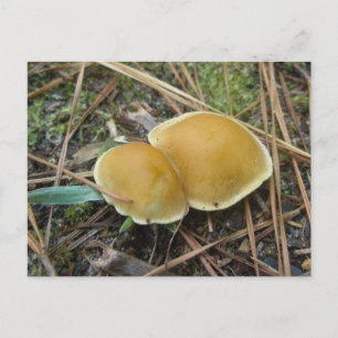 Gold Creme Paar OBX Postkarte