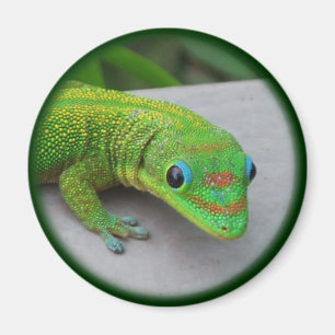 Gold Dust Day Gecko - Audition und Gecko holen Magnet