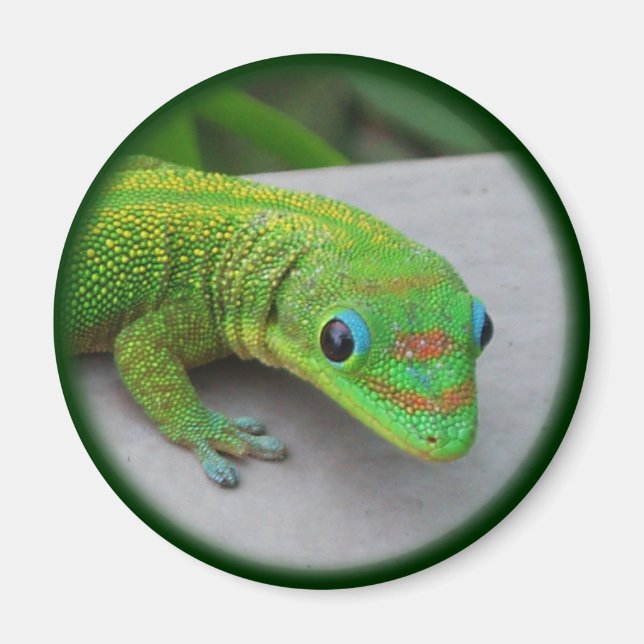 Gold Dust Day Gecko - Audition und Gecko holen Magnet (Vorne)