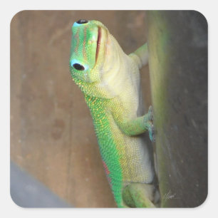 Gold Dust Day Gecko Foto Quadratischer Aufkleber