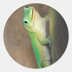 Gold Dust Day Gecko Foto Runder Aufkleber