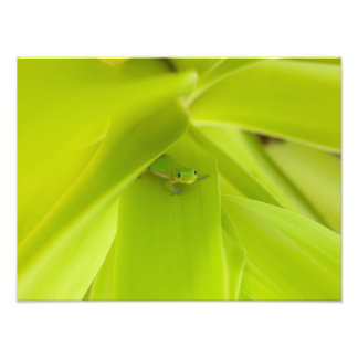 Gold Dust Day Gecko Fotodruck