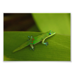 Gold Dust Day Gecko Fotodruck