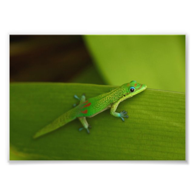 Gold Dust Day Gecko Fotodruck (Vorne)