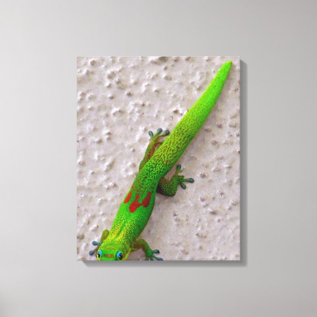 Gold Dust Day Gecko Leinwanddruck (Vorderseite)