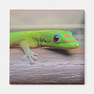 Gold Dust Day Gecko Magnet