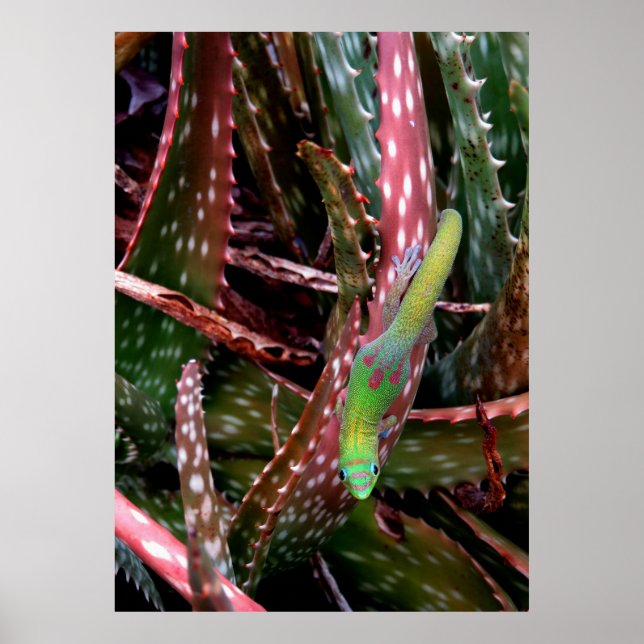 Gold Dust Day Gecko Poster (Vorne)
