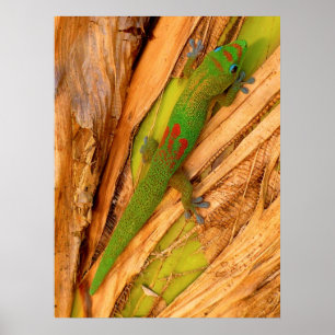 Gold Dust Gecko Poster