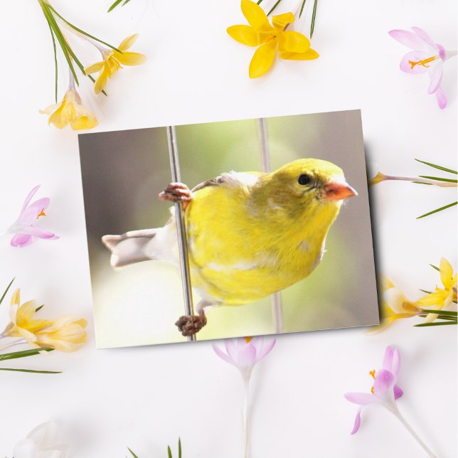 Gold Finch-Swinging auf der Anleger-Postkarte Postkarte (Von Creator hochgeladen)