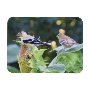 Gold Finish Couple Eating Sunflower Seeds Magnet
