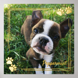 Gold Hund Paw Print Frame Hund Foto & Name Foliendrucke