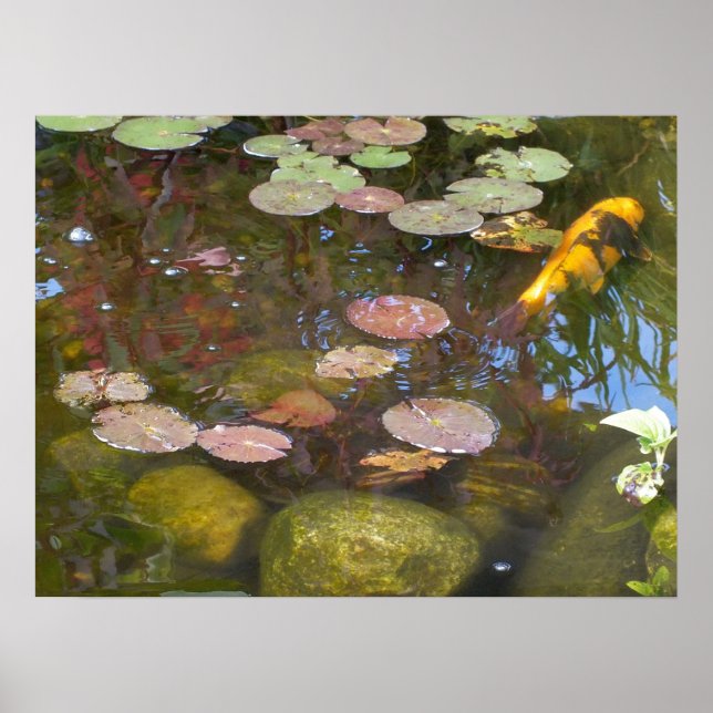 Gold Koi in Lily-Teich Poster (Vorne)