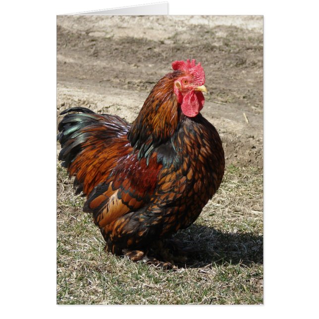 Gold Laced Bantam Cochin Rooster (Vorne)