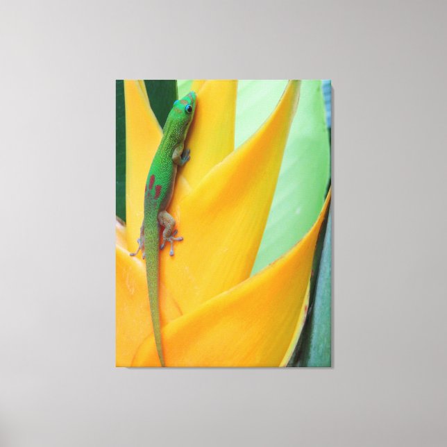 Gold Staub Day Gecko auf einer Heliconia Leinwanddruck (Vorderseite)