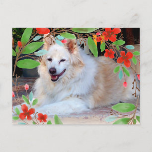 Gold- und Weiß-Collie-Mischlingshund mit Blumen Postkarte