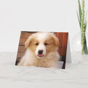 Goldbarren Collie Pup~Notecard Karte